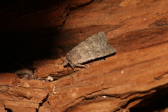 Rhyacia simulans
