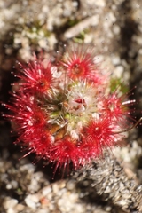 Drosera trichocaulis