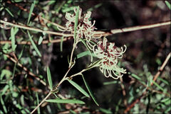 Grevillea sericea
