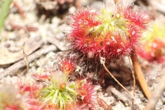 Drosera trichocaulis