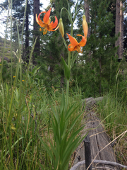Lilium pardalinum pardalinum