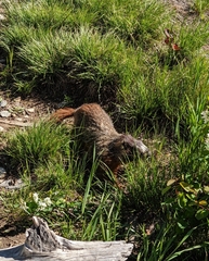 Marmota