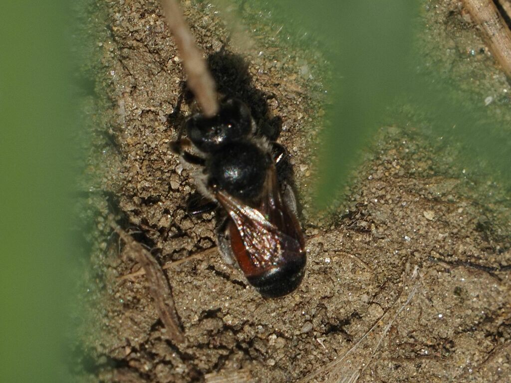 Osmia andrenoides
