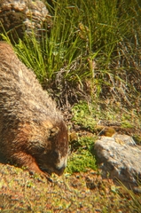 Marmota