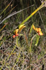 Diuris brockmanii