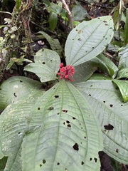 Miconia caquetana