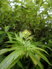Arachnothryx leucophylla