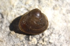 Musculium lacustre