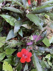 Nautilocalyx erytranthus