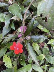 Nautilocalyx erytranthus