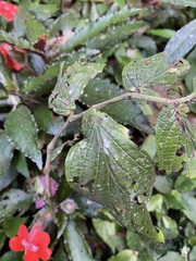 Nautilocalyx erytranthus