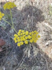 Lomatium bicolor