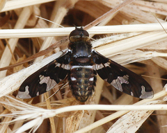 Exoprosopa dorcadion