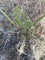 Lomatium bicolor