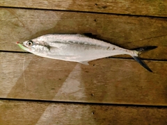 Scomberoides lysan