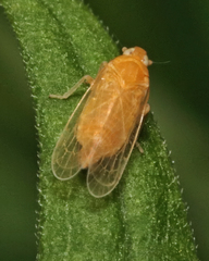 Haplaxius fulvus