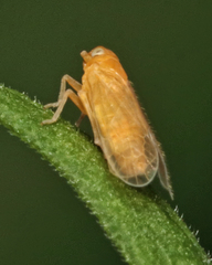 Haplaxius fulvus