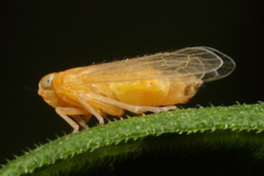 Haplaxius fulvus
