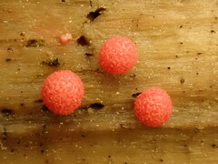 Lycogala exiguum