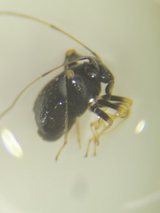 Microtechnites bractatus