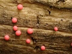 Lycogala exiguum