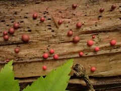 Lycogala exiguum