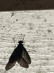 Chrysopilus velutinus