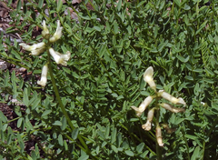 Astragalus reventiformis
