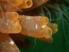 Ecteinascidia turbinata