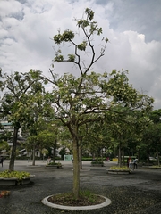 Alstonia angustiloba