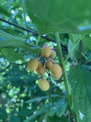 Oemleria cerasiformis