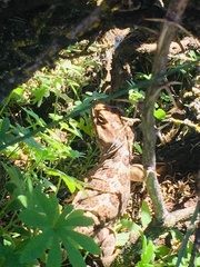 Diplolaemus leopardinus