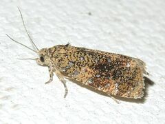 Olethreutes astrologana