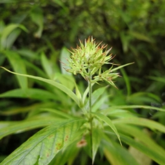 Arachnothryx leucophylla