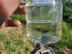 Palaemon kadiakensis