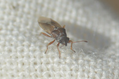 Cymus melanocephalus