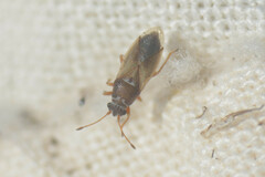 Cymus melanocephalus