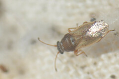 Cymus melanocephalus