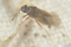 Cymus melanocephalus