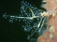 Nemalecium lighti