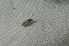 Cymus melanocephalus