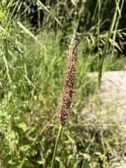 Plantago lanceolata