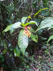 Palicourea croceoides