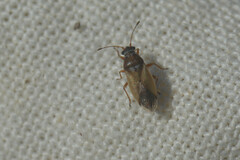 Cymus melanocephalus