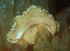 Prostheceraeus crozieri