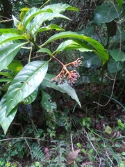 Palicourea croceoides