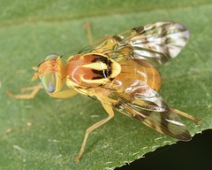 Zonosemata electa
