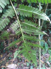 Cyathea horrida