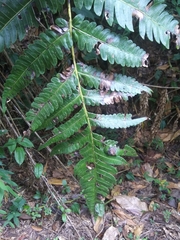 Cyathea horrida