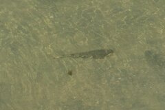 Pseudobatos productus